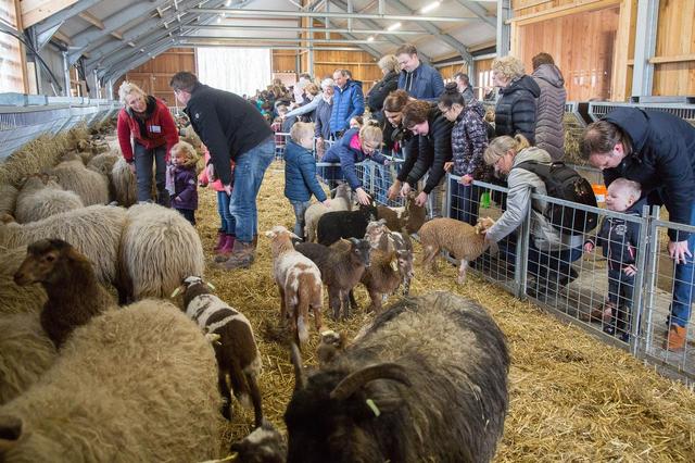 350 lammetjes staan symbool voor de lente bij schaapskudde van Ruinen