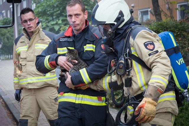 Brandweer blust niet alleen brandjes. Dieren in benarde situaties kunnen ook op hulp rekenen