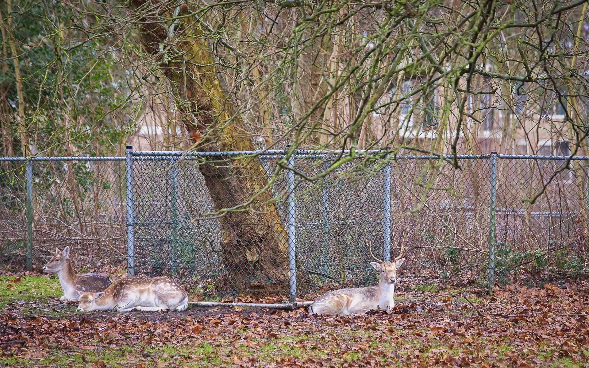 De hertjes liggen rustig in het hertenkampje te herkauwen. 