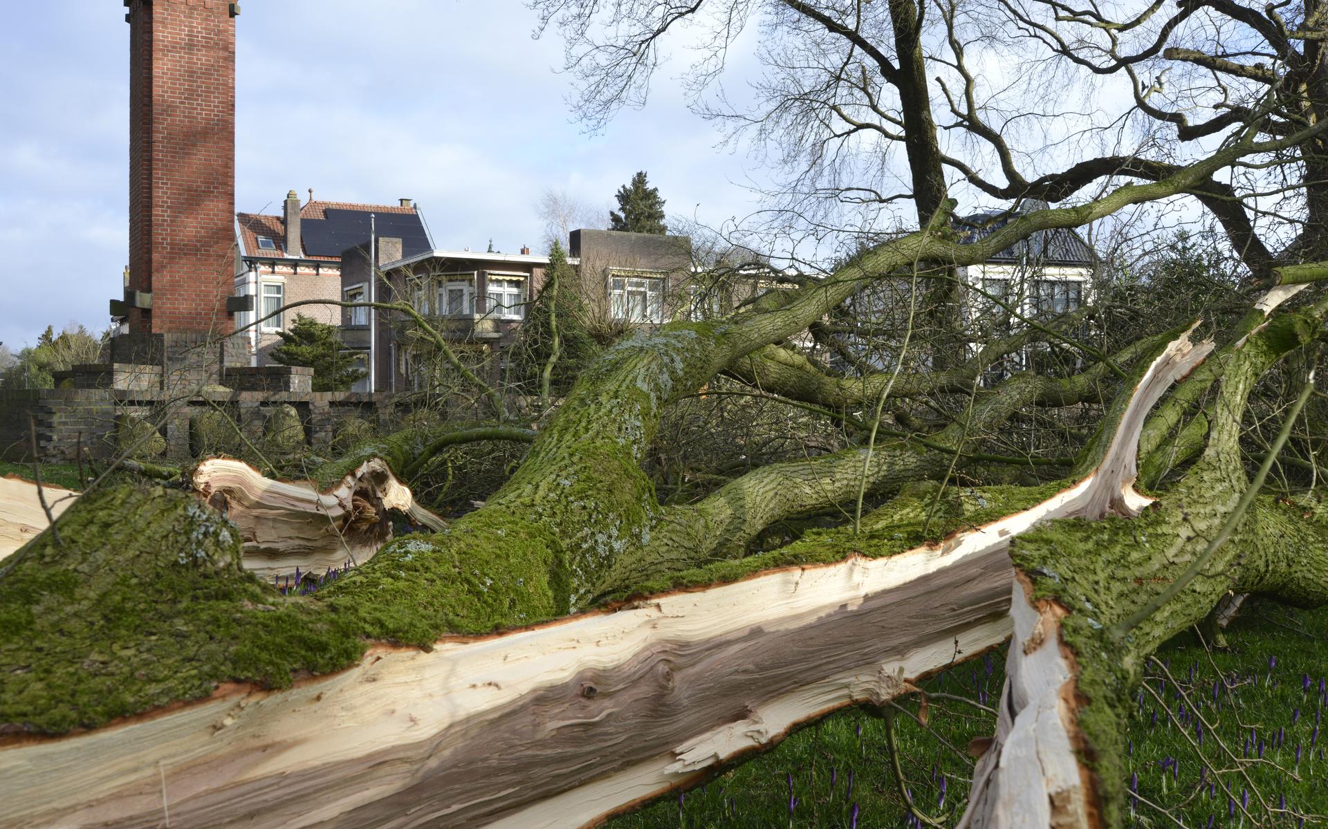 Stormschade Wilhelminapark