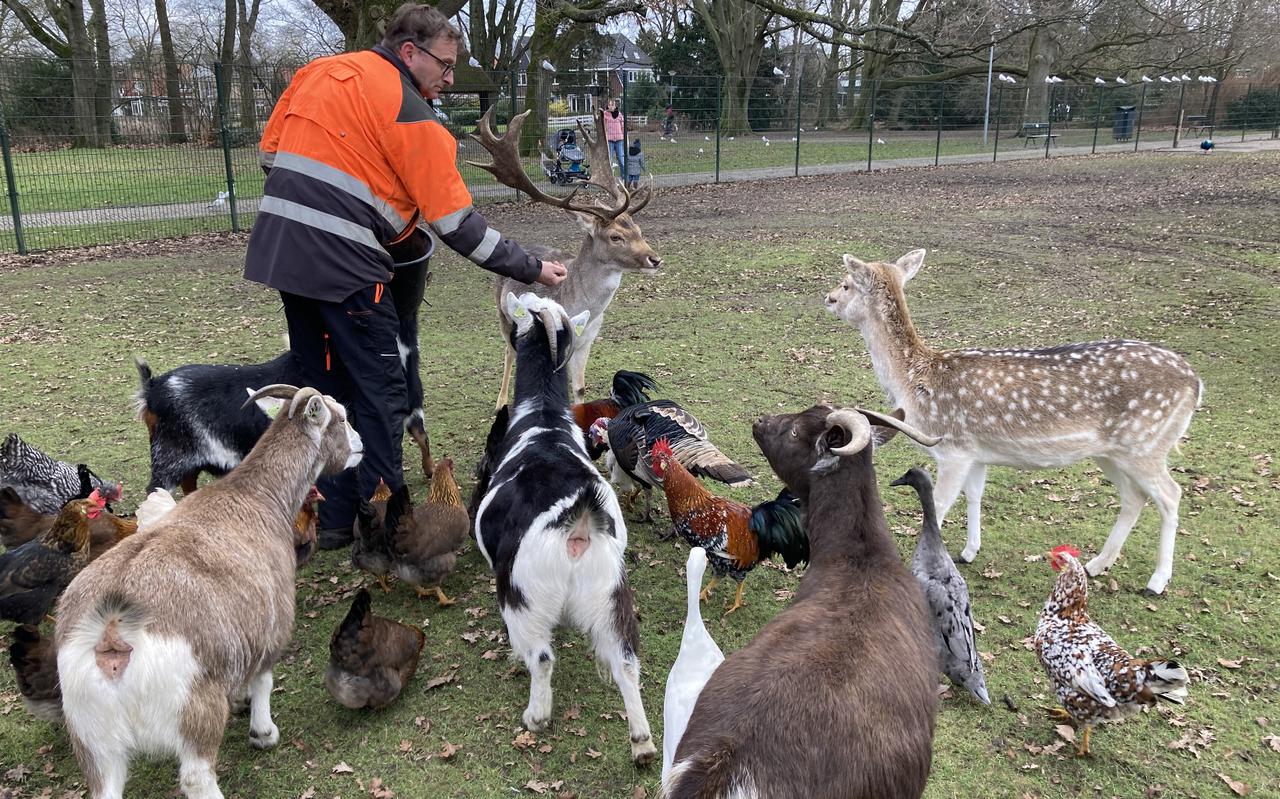 Alexander Koster verzorgt de herten in het Wilhelminapark in Meppel.