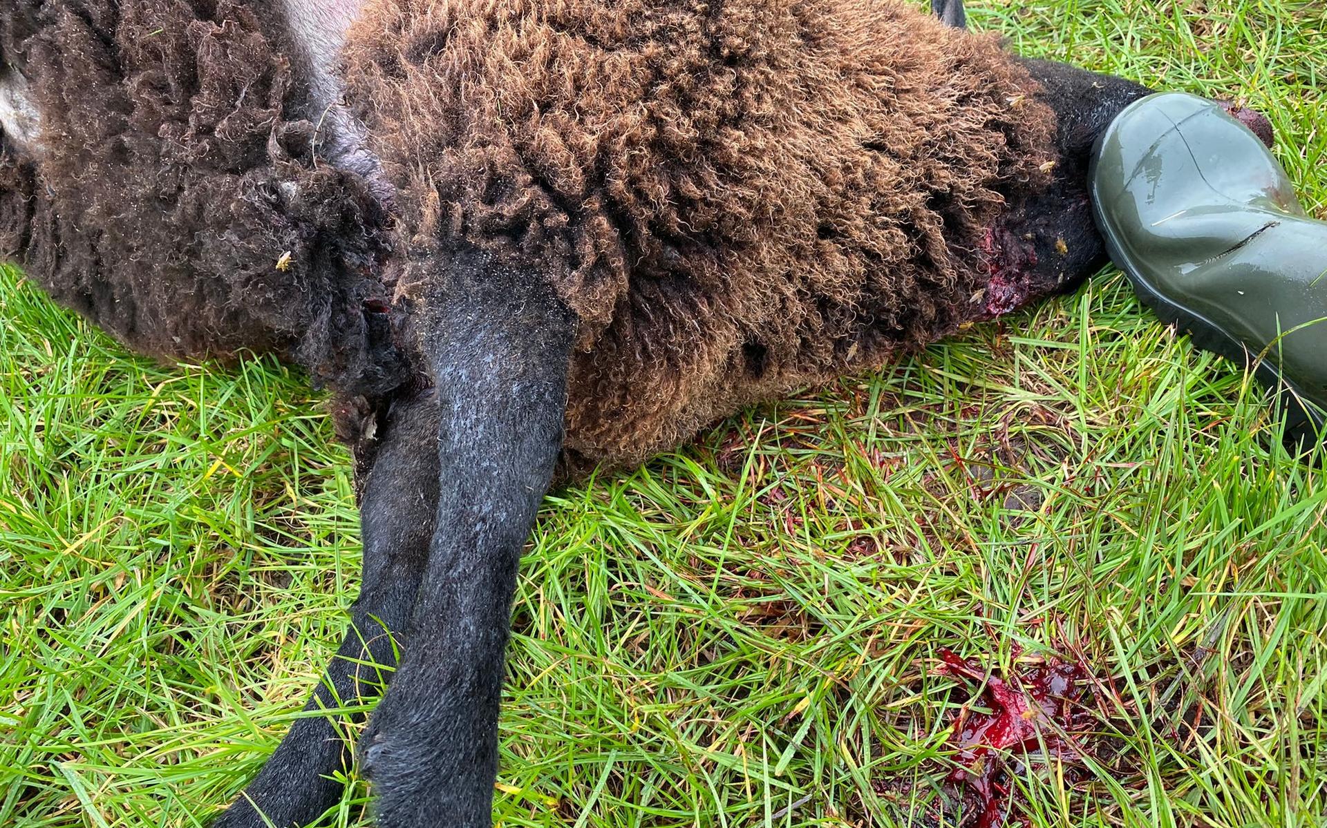 Wandelaar ziet wolf lopen in Wapse: twee schapen dood aangetroffen in weiland