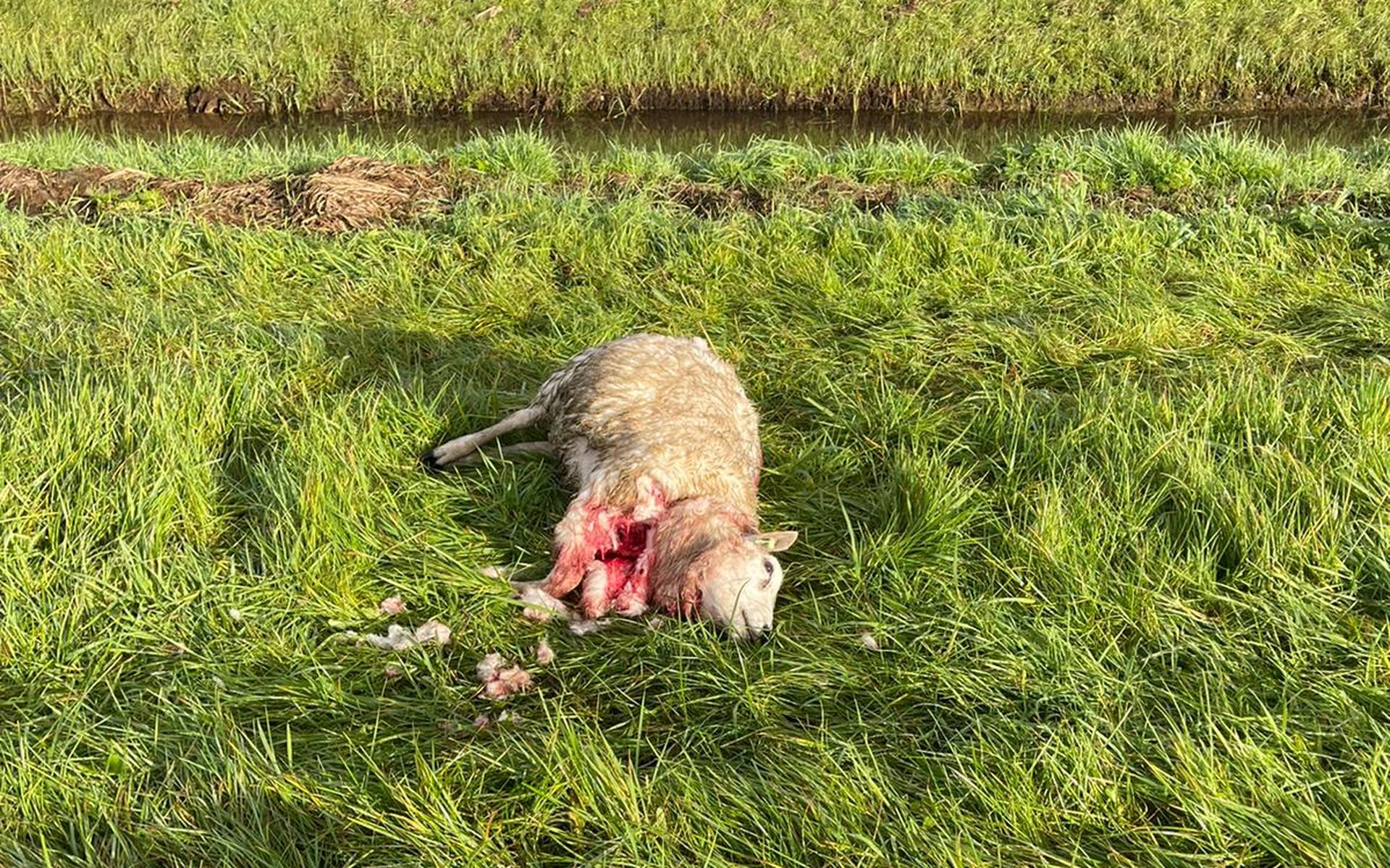 Opnieuw dode schapen aangetroffen in Wapse. Vermoeden wordt steeds sterker dat dit het werk van een 