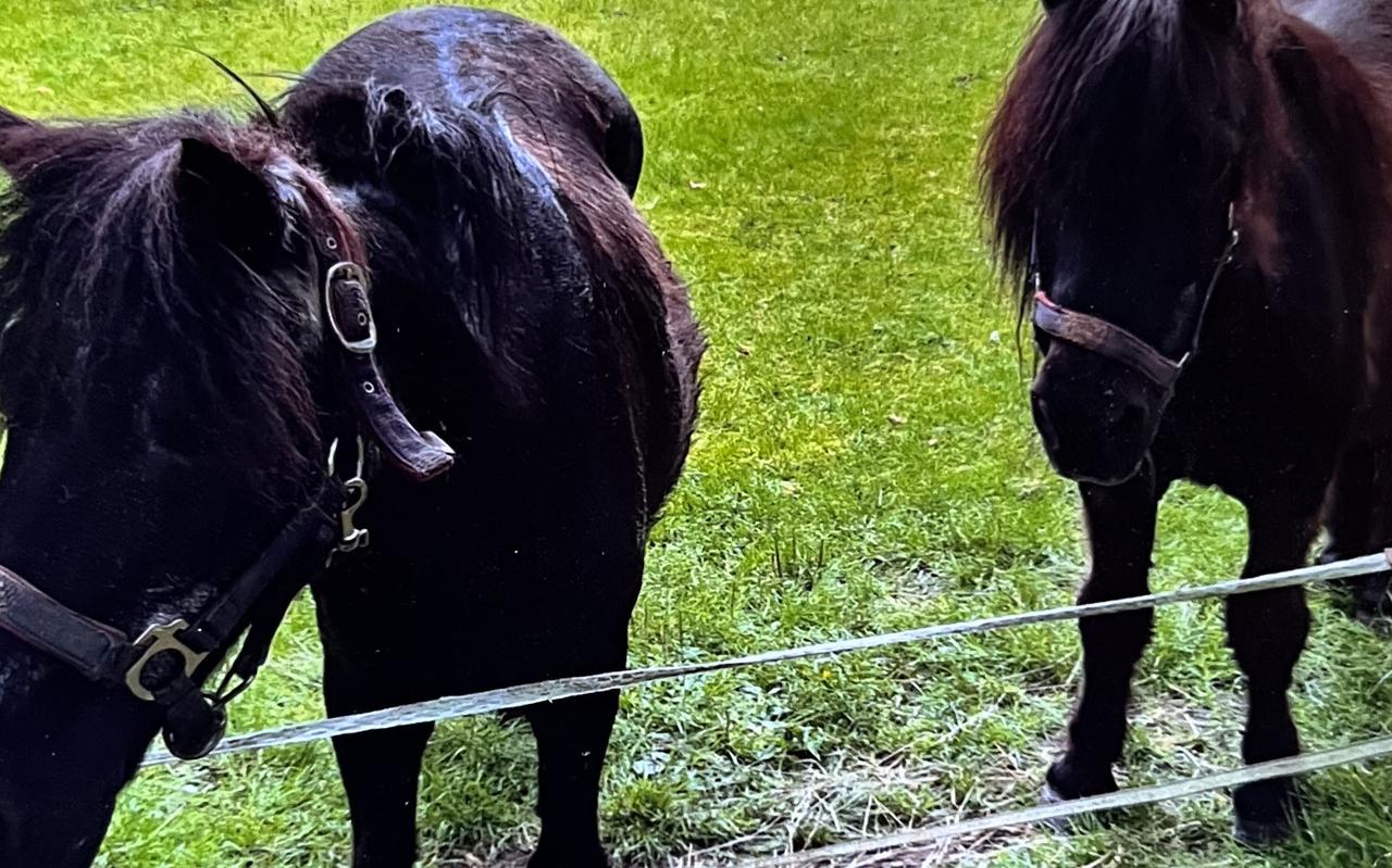 Shetlander Chrisje met rechts zijn zusje. Shetlander Chrisje met rechts zijn zusje.