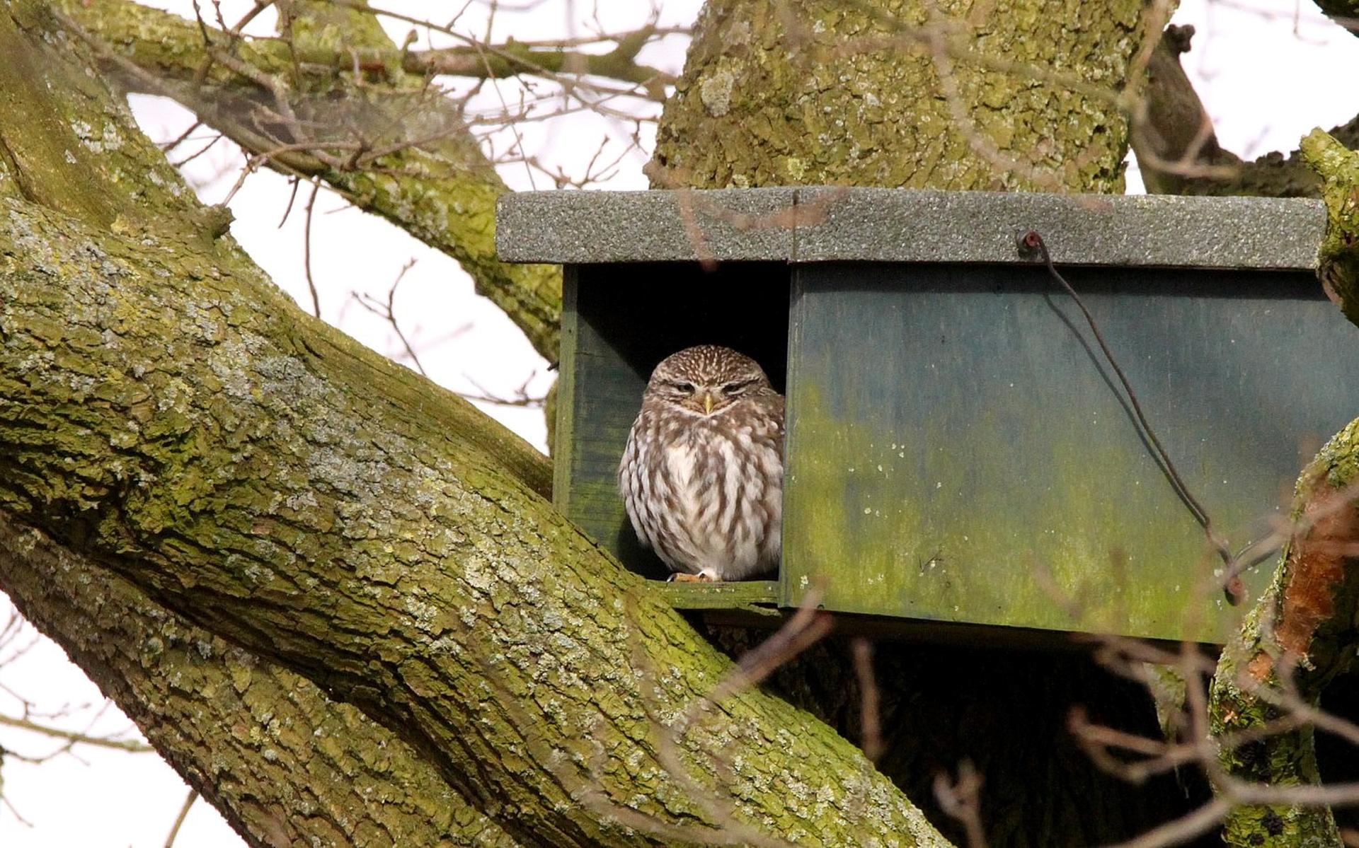 Stichting Steenuilenwerkgroep Drenthe gaat nestkasten bouwen en zoekt