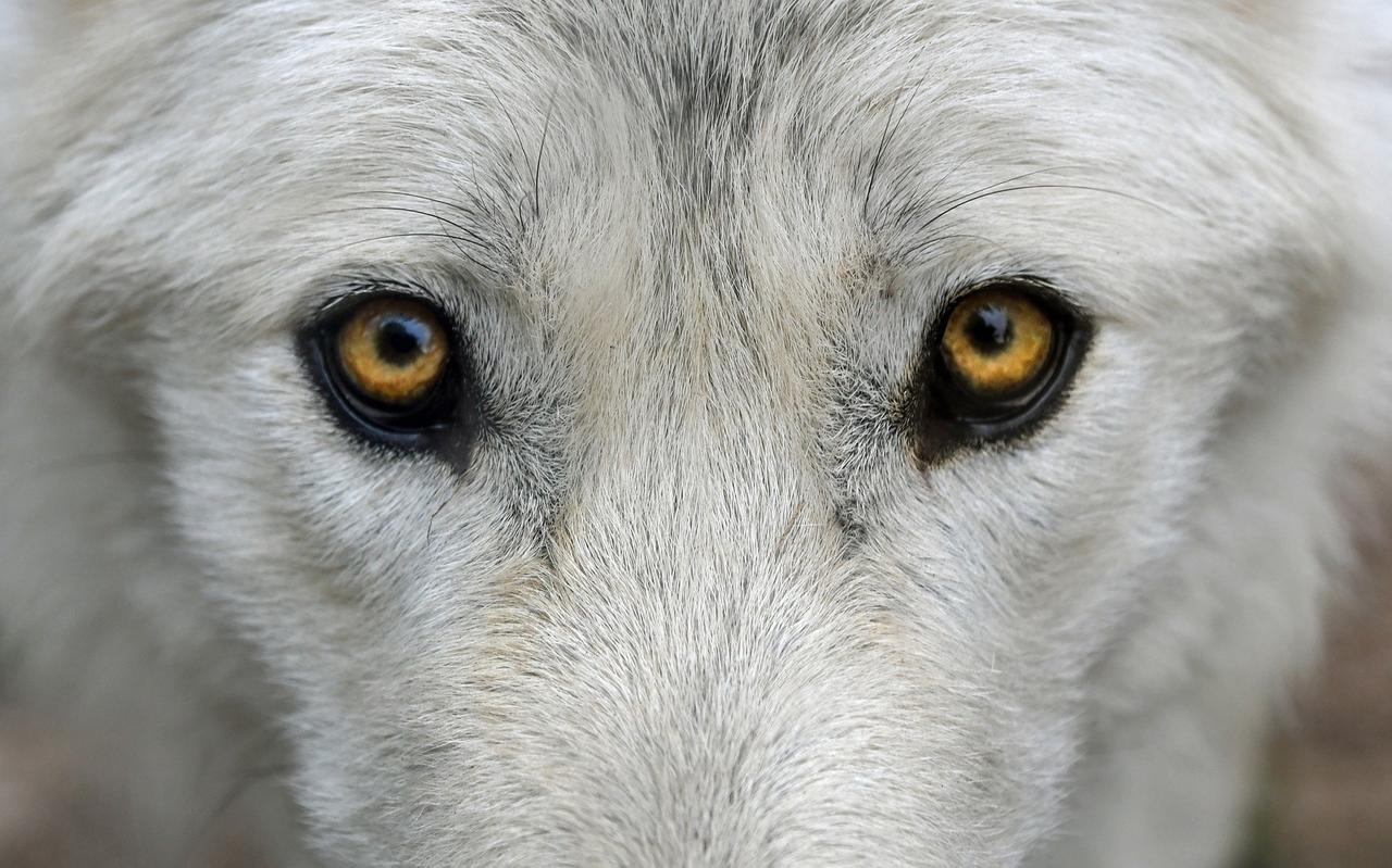 Wolf.