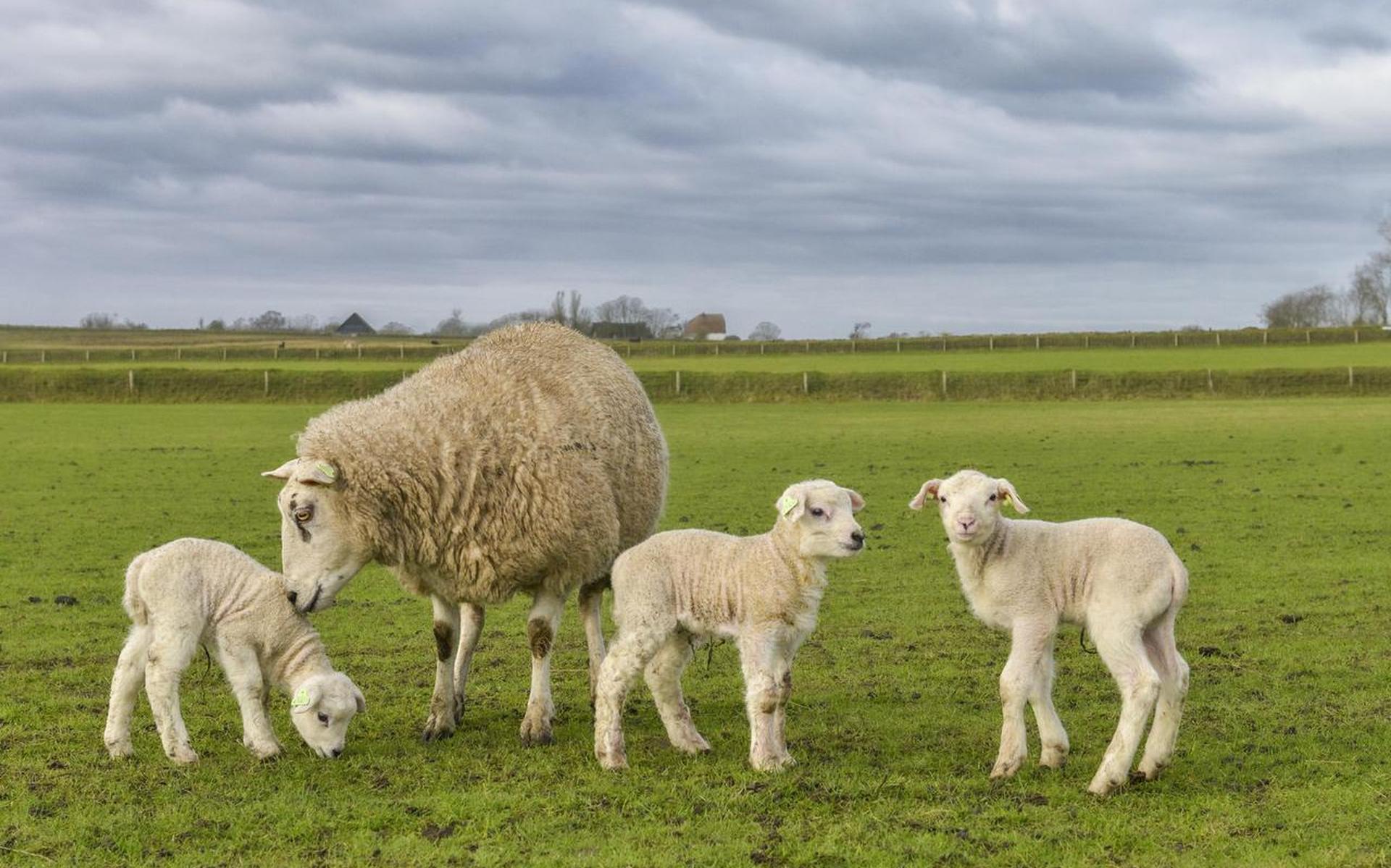 Deze lammetjes behoorden tot de eerste die de wei in mochten.