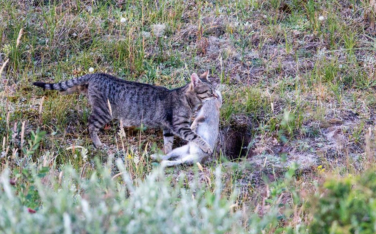 Een kat heeft in het duingebied een konijn gevangen. Een kat heeft in het duingebied een konijn gevangen.