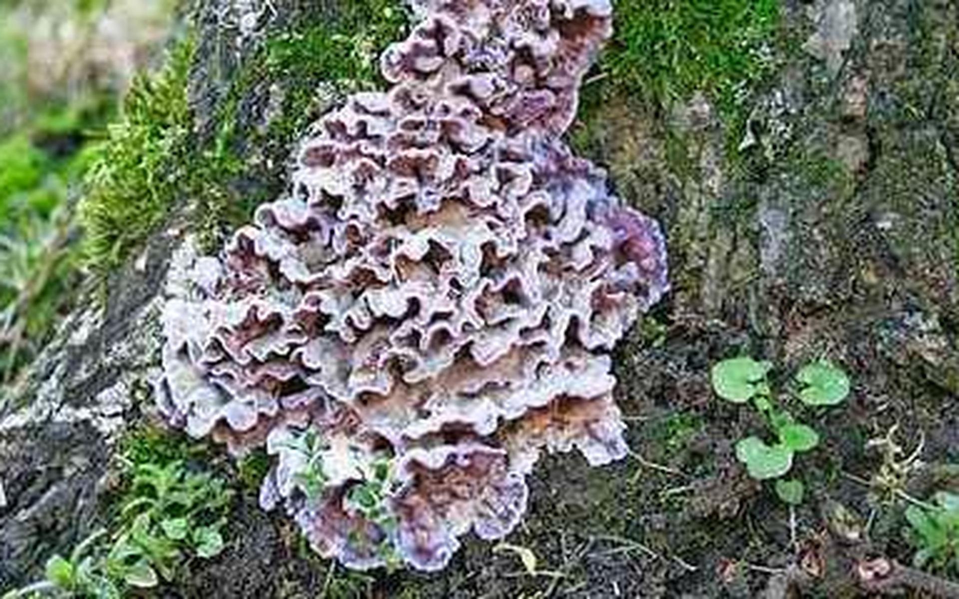 De paarse korstzwam of Chondrostereum purpureum.