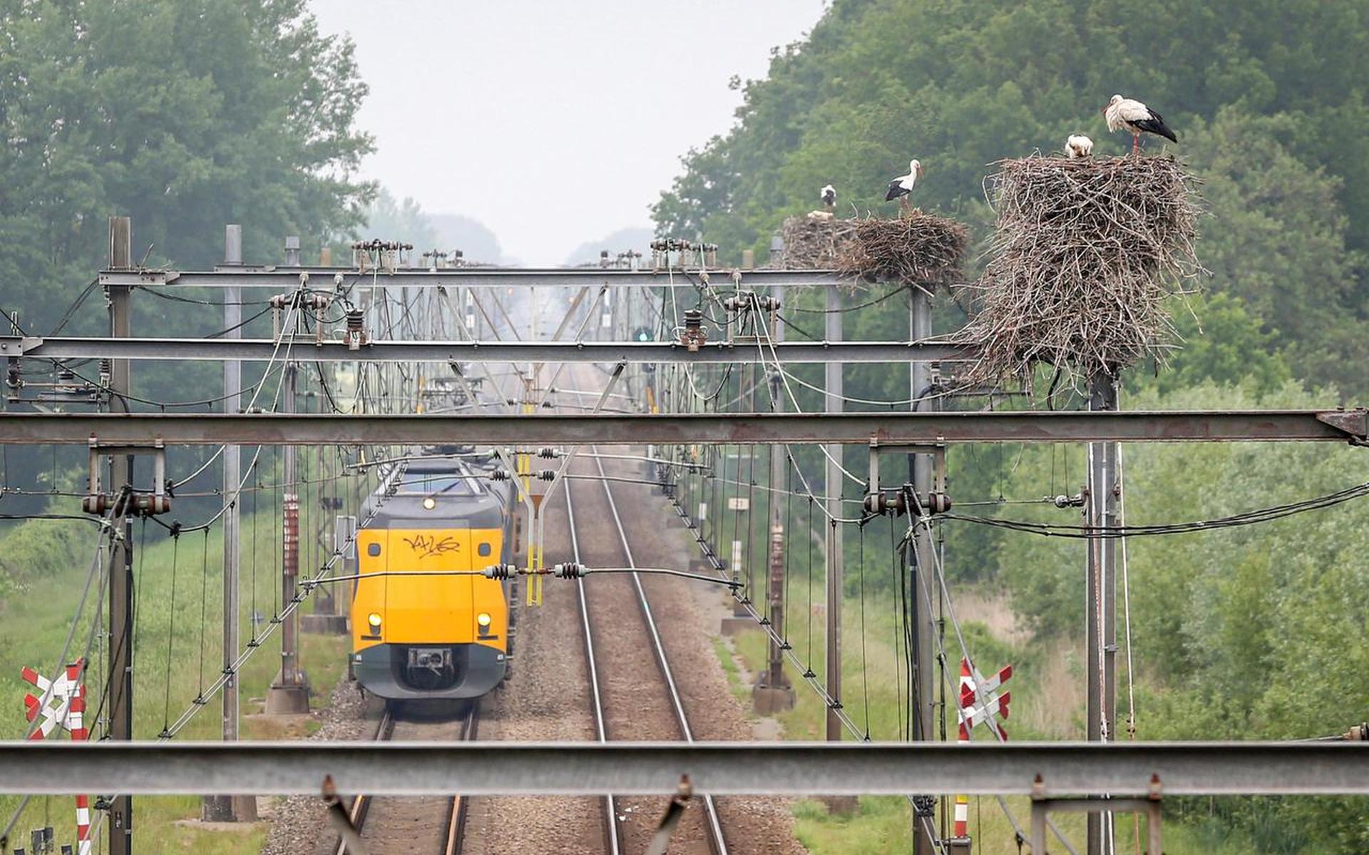 Ooievaars bouwden in 2021 nesten op de bovenleiding van het treinspoor bij Hoogeveen.