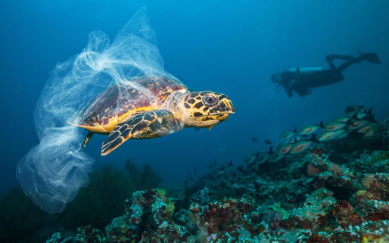 Een karetschildpad verstrikt in plastic.