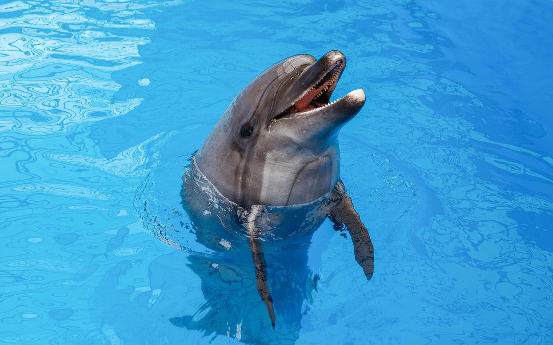 Tot ziens persoonlijkheid Bewijs Rel rond 'zelfdoding' van dolfijn Mosa in Saoedi-Arabië: waren het de  hormonen of werd ze levensmoe in het chloorbad? - Dagblad van het Noorden