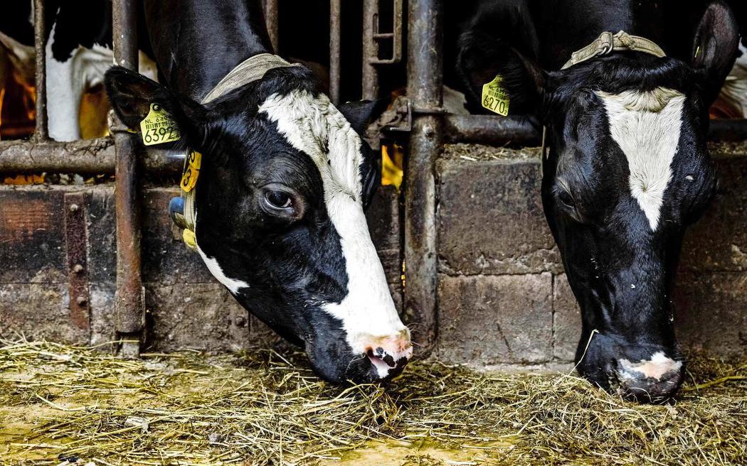 Duitsland heft maatregelen tegen mond-en-klauwzeer op - Dagblad van het