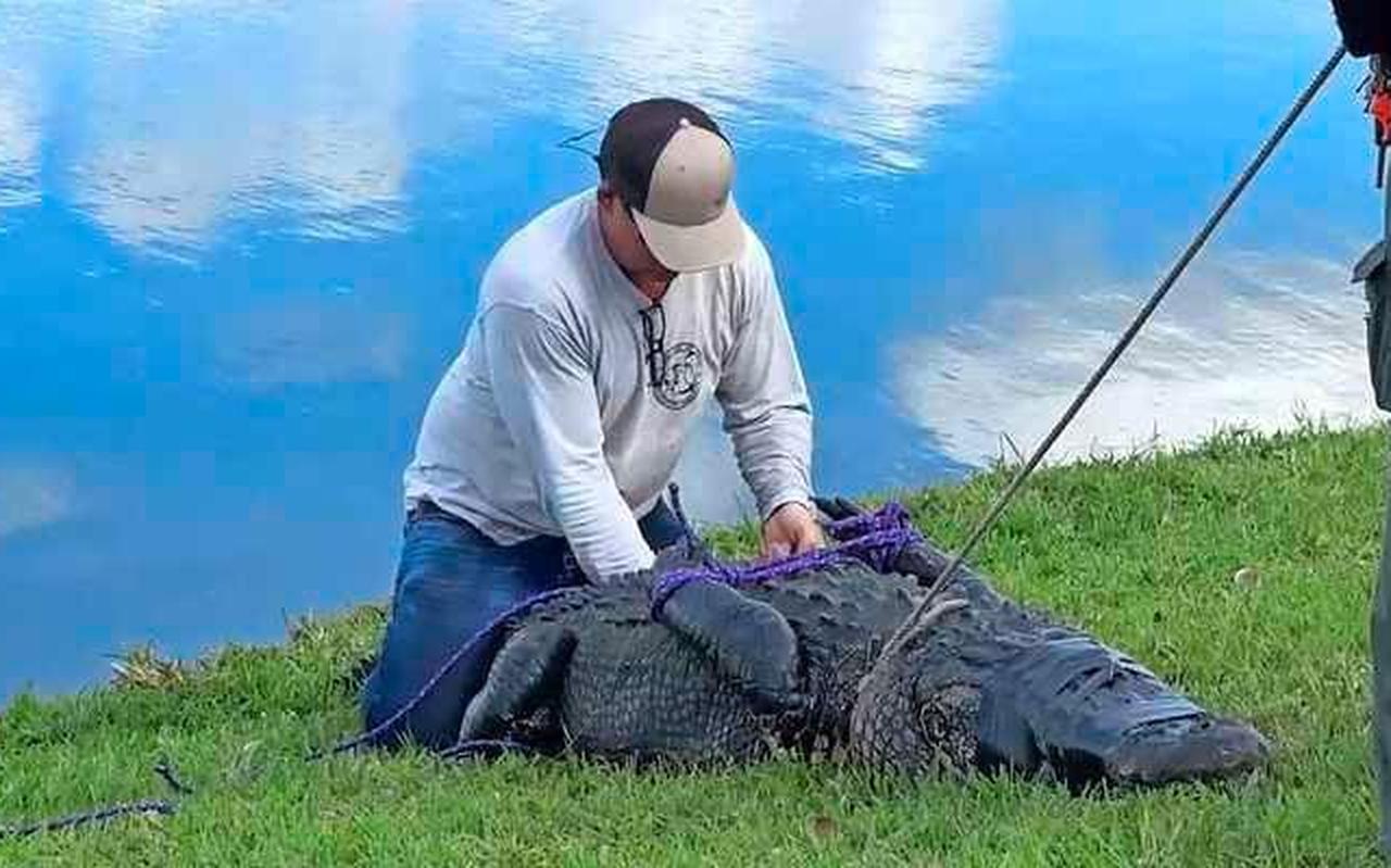 De alligator die de vrouw doodde is gevangen en gedood. De alligator die de vrouw doodde is gevangen en gedood.
