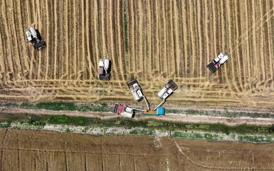 This aerial photo taken on June 2, 2023 shows farmers harvesting wheat in a field in Huaian, in China's eastern Jiangsu province. (Photo by AFP) / China OUT
