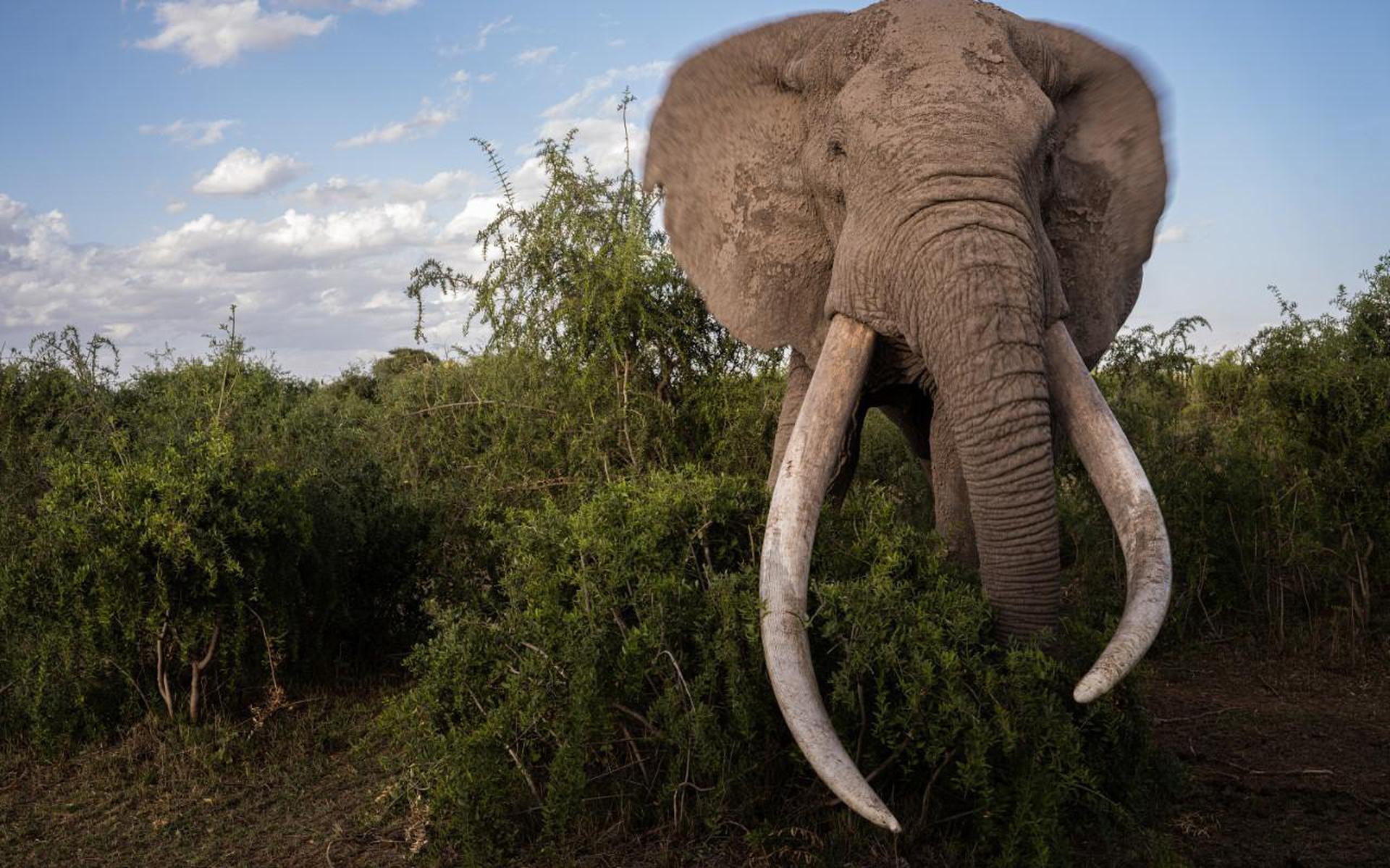 Een olifant loopt door Kimana sanctuary in Kenia.