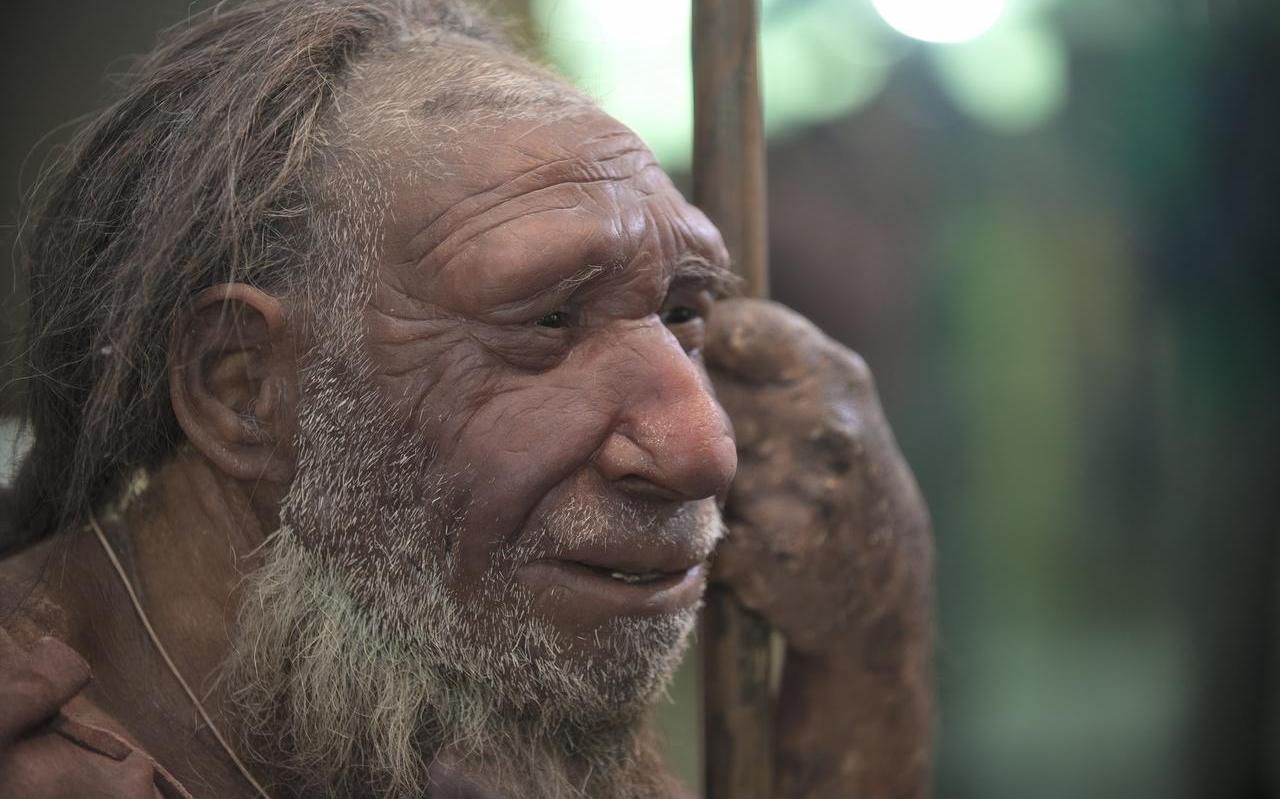 Illustratie uit het boek 'Neanderthalers in Noord-Nederland'. Illustratie uit het boek 'Neanderthalers in Noord-Nederland'.