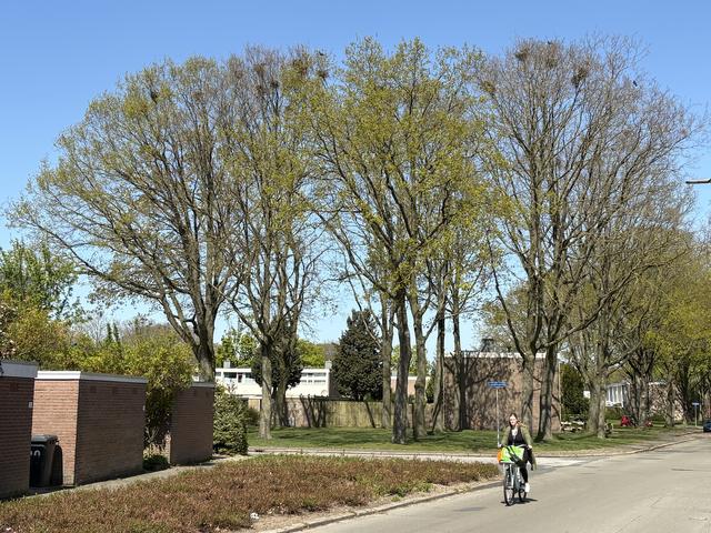 Buurtbewoners zijn het kabaal en de poep van roeken helemaal zat