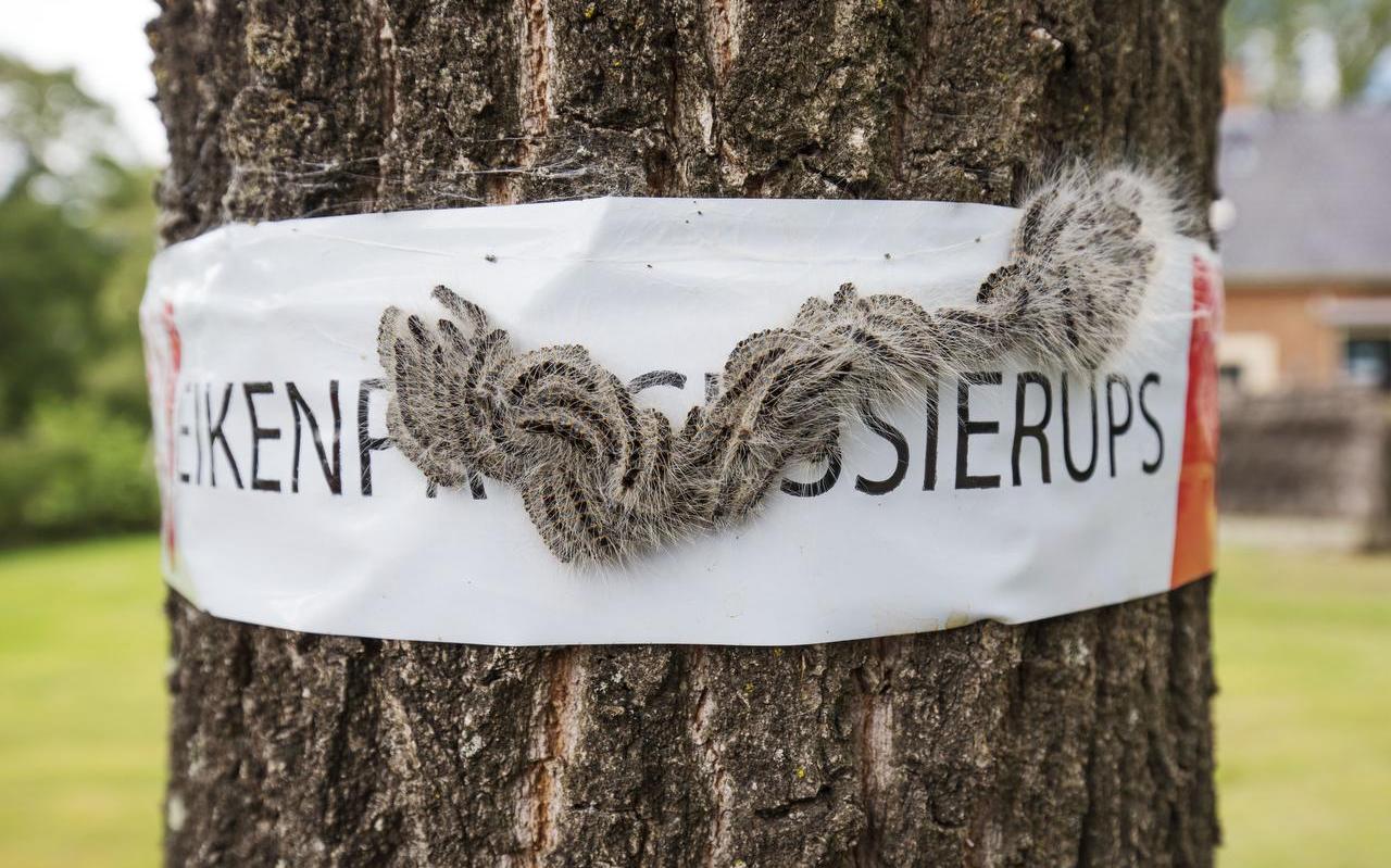 De eikenprocessierups rukt op. De eikenprocessierups rukt op.
