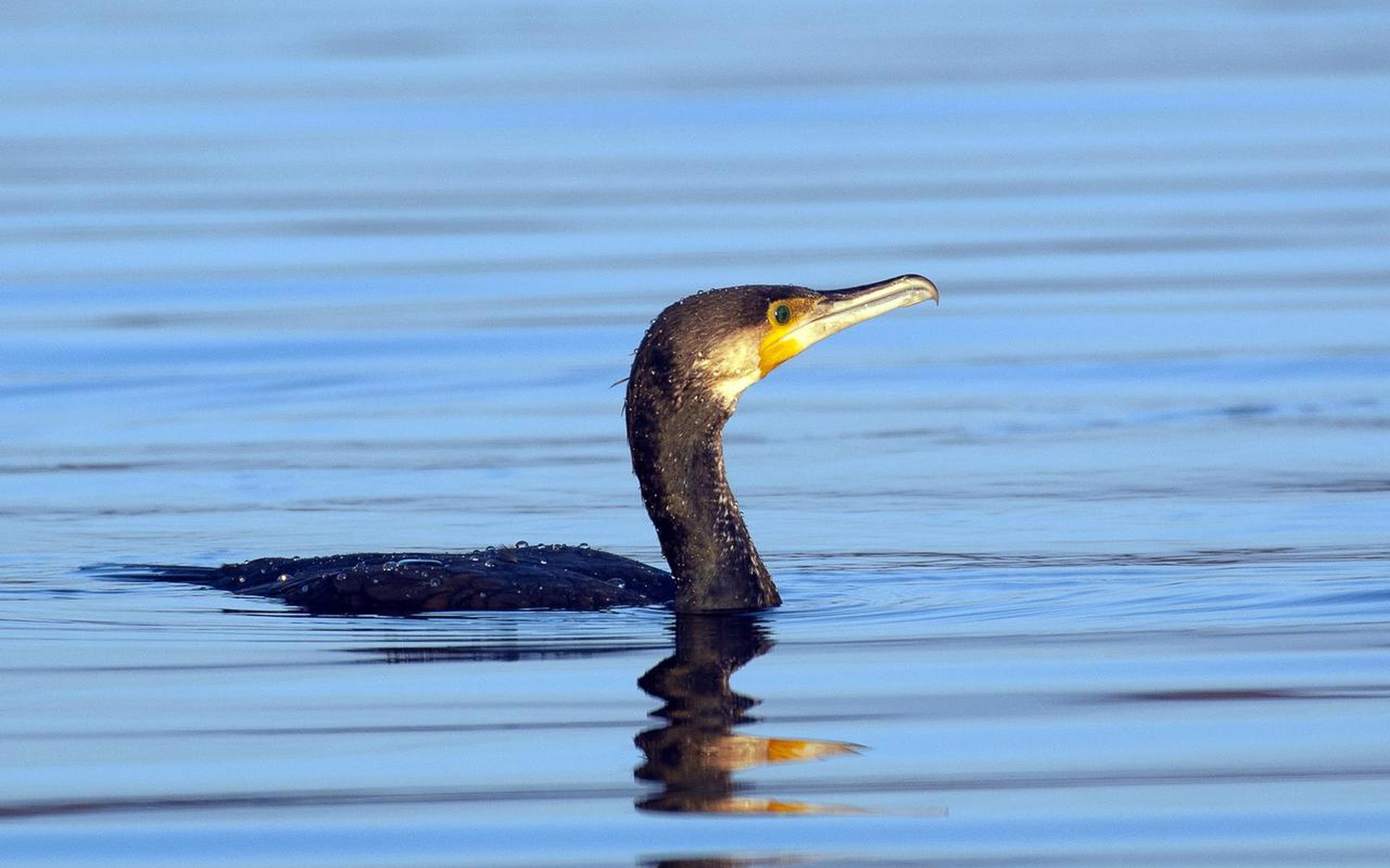 'Visvijver bij aalscholvers, dat is de kat op het spek binden