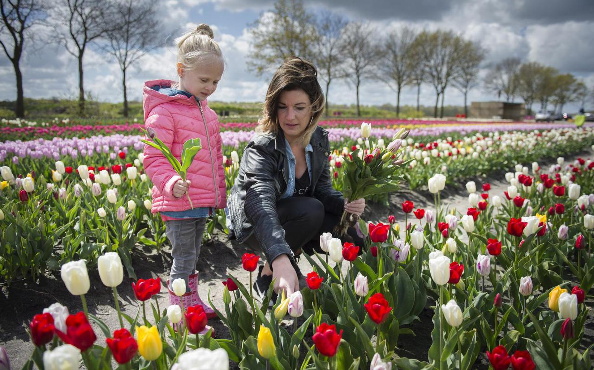 Marieke Vredeveld (rechts) is samen met Quinty de Vet (links) tulpen aan het plukken. FOTO JASPAR MOULIJN