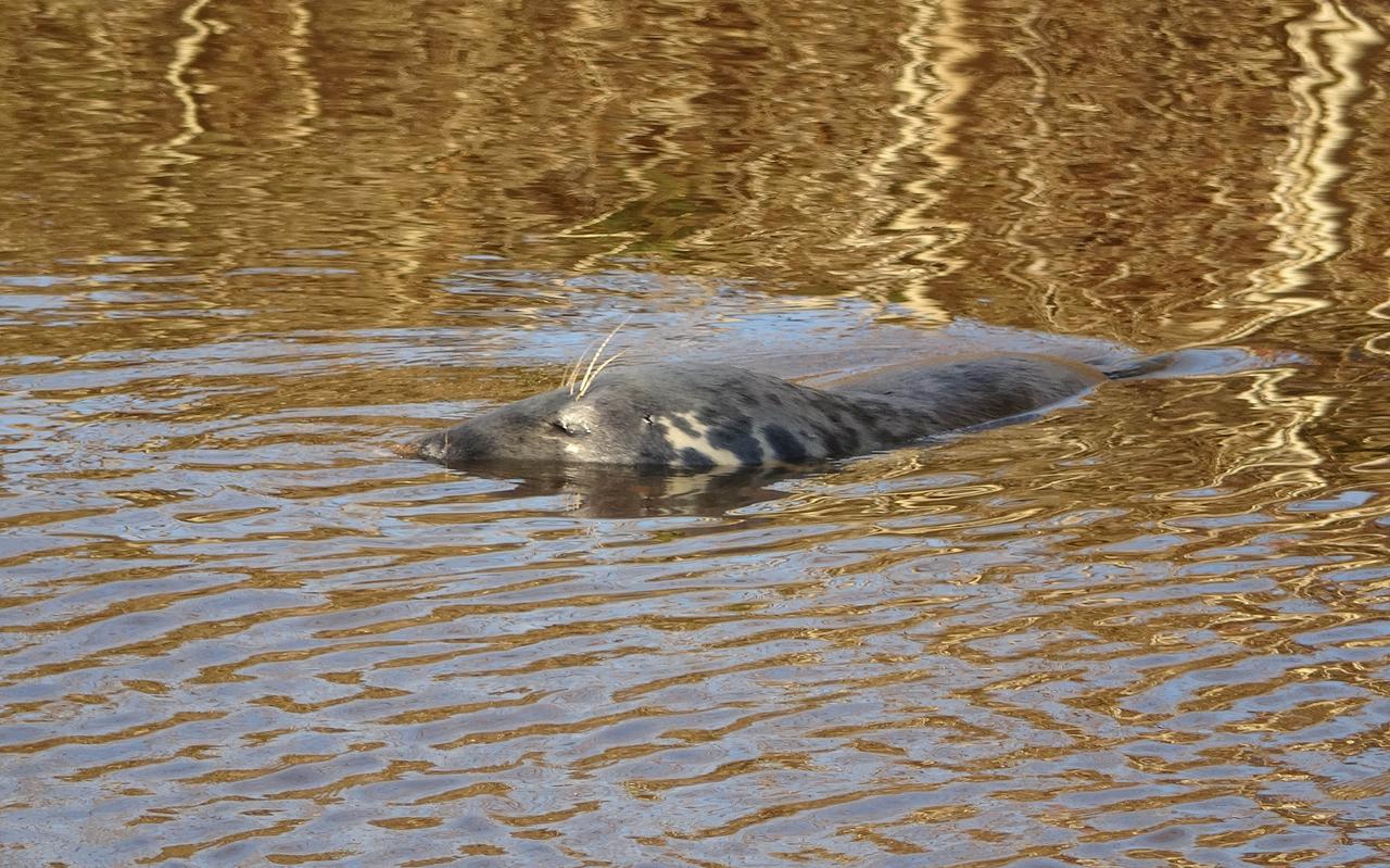 De zeehond in de Hoogeveensche Vaart bij Rogat. Foto: Persbureau Meter