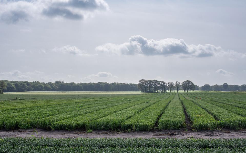 Voorlopig geen beperking op de uitbreiding van leliepercelen in Drenthe.