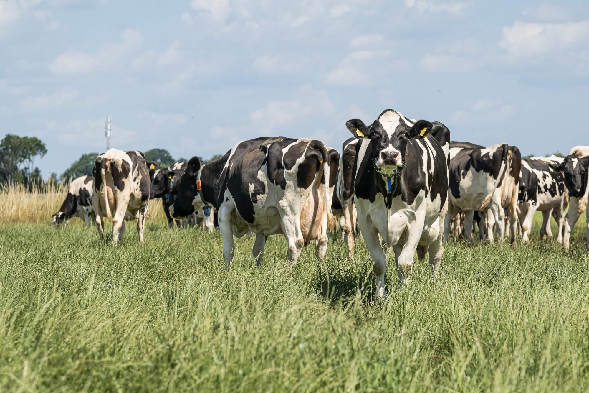 Boer uit Nieuw-Weerdinge die zijn vee ernstig verwaarloosde krijgt taakstraf van 180 uur