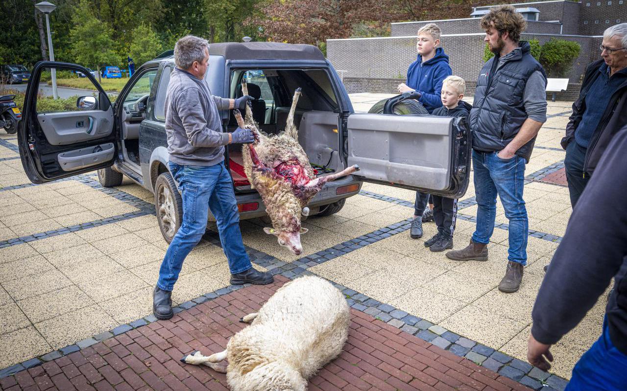 Boze schapenhouders dumpen door wolven gedode schapen op de stoep van het provinciehuis.