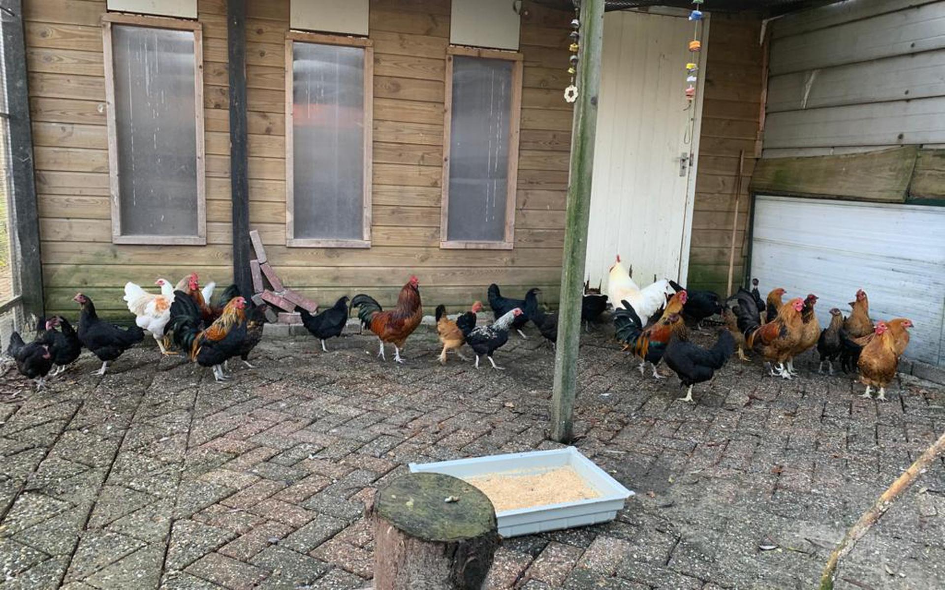 De Rotterdamse kippen zitten oorlopig in quarantaine in een schuur in Emmen.