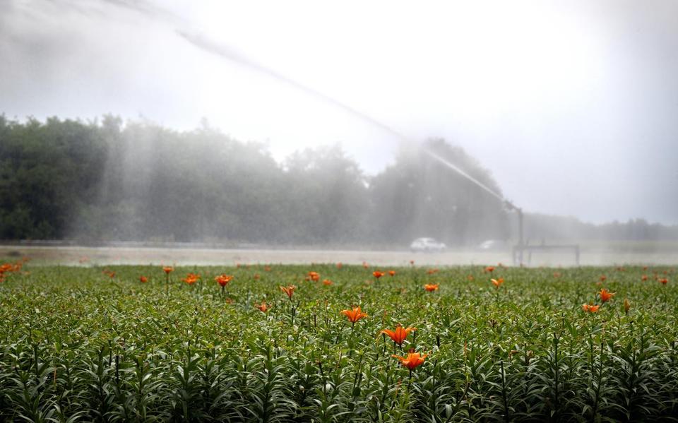 Archieffoto van beregening in de zomer 2024                   