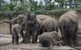 De olifanten voor het eerst in een zandbad in de grote kas. FOTO JAN ANNINGA