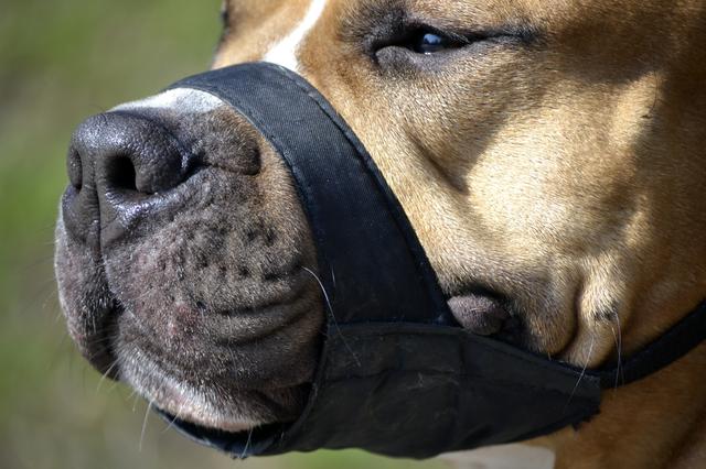 Handhavers in Hoogeveen drukker met burenruzies over bouwwerken en bijtincidenten met honden