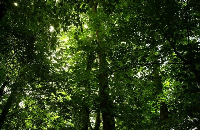 Zestien hectare nieuw bos rond Hollandscheveld. ‘Flinke natuuruitbreiding waar we trots op kunnen zi