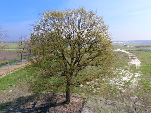 Veelbesproken zomereik in Hollandscheveld doet het goed op nieuwe plek. ‘Het eerste jaar is het mees