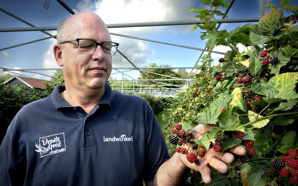 Peter Smid van fruitbedrijf De Marwijkshof bekijkt de opbrengst van de bramenstruiken.