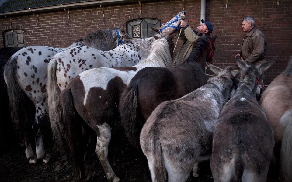 Zuidlaardermarkt welke paarden brengen het meeste op? Dagblad van