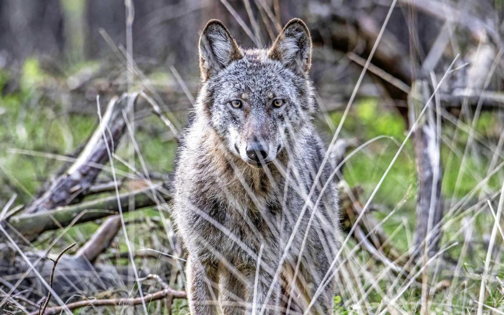 Dit Moet Je Doen Als Je Oog In Oog Komt Te Staan Met Een Wolf Dagblad