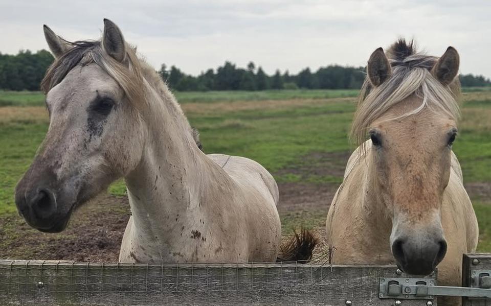 Twee fjorden van fokkerij Van den Berg in Wanneperveen zijn spoorloos verdwenen. 