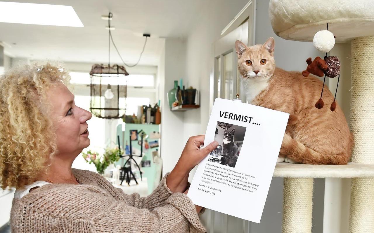 Karolien Zuiderveld samen met haar kat Habibi, het broertje van de vermiste Gozer. Karolien Zuiderveld samen met haar kat Habibi, het broertje van de vermiste Gozer.