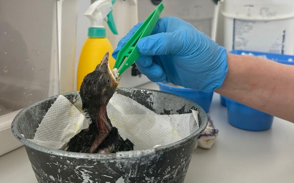 Stichting Dierenlot roept op tot terughoudendheid: breng niet alle jonge nestverlatertjes naar de opvang.