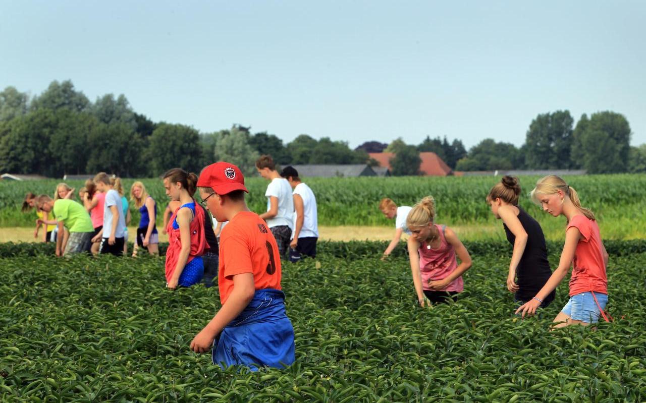 Scholieren koppen lelies. FOTO ARCHIEF DVHN Scholieren koppen lelies. FOTO ARCHIEF DVHN