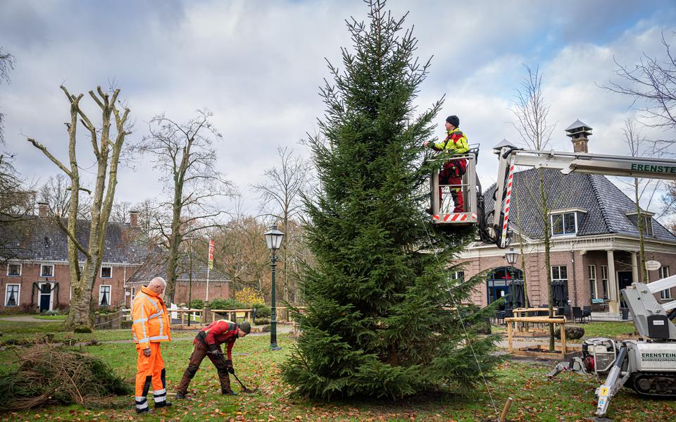 De grote kerstboom wordt op z'n plek gezet bij havezate Mensinge in Roden. 