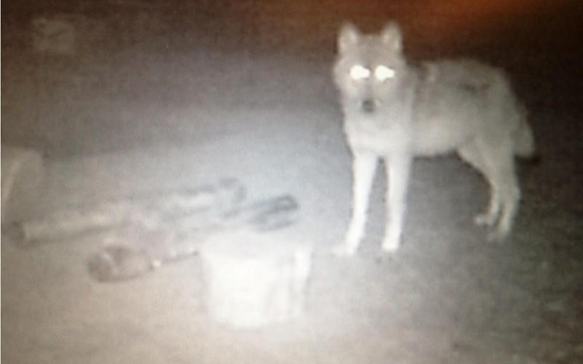 Doodgebeten schaap in Kerkenveld: weer het werk van een wolf?