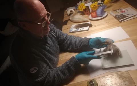 Natuurbeheerder Jan Beekman van Het Groninger Landschap onderzoekt de conditie van het zeearend-kuiken.