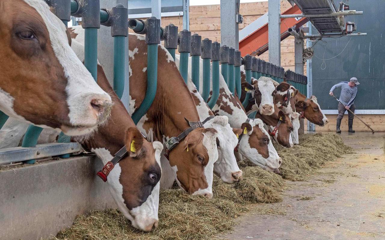 De inkomens in de melkveehouderij stegen dit jaar naar recordhoogte met een stijging van 70.000 euro in vergelijking met 2021.