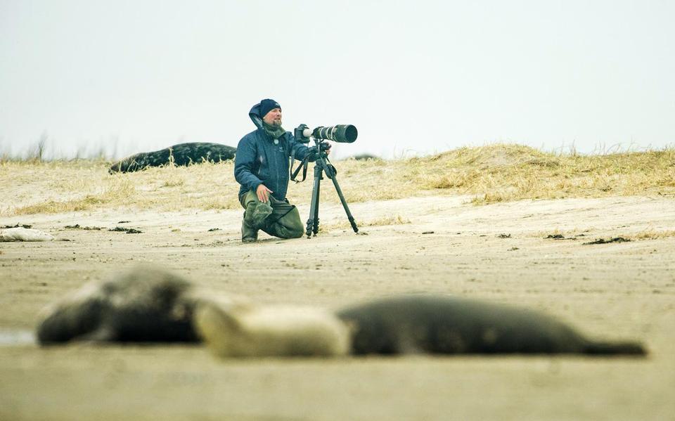 De natuurfilm WAD! Overleven op de grens van water en land gaat over de grijze zeehonden op de Richel, een zandplaat net onder Vlieland. Foto's: Marcel van Kammen