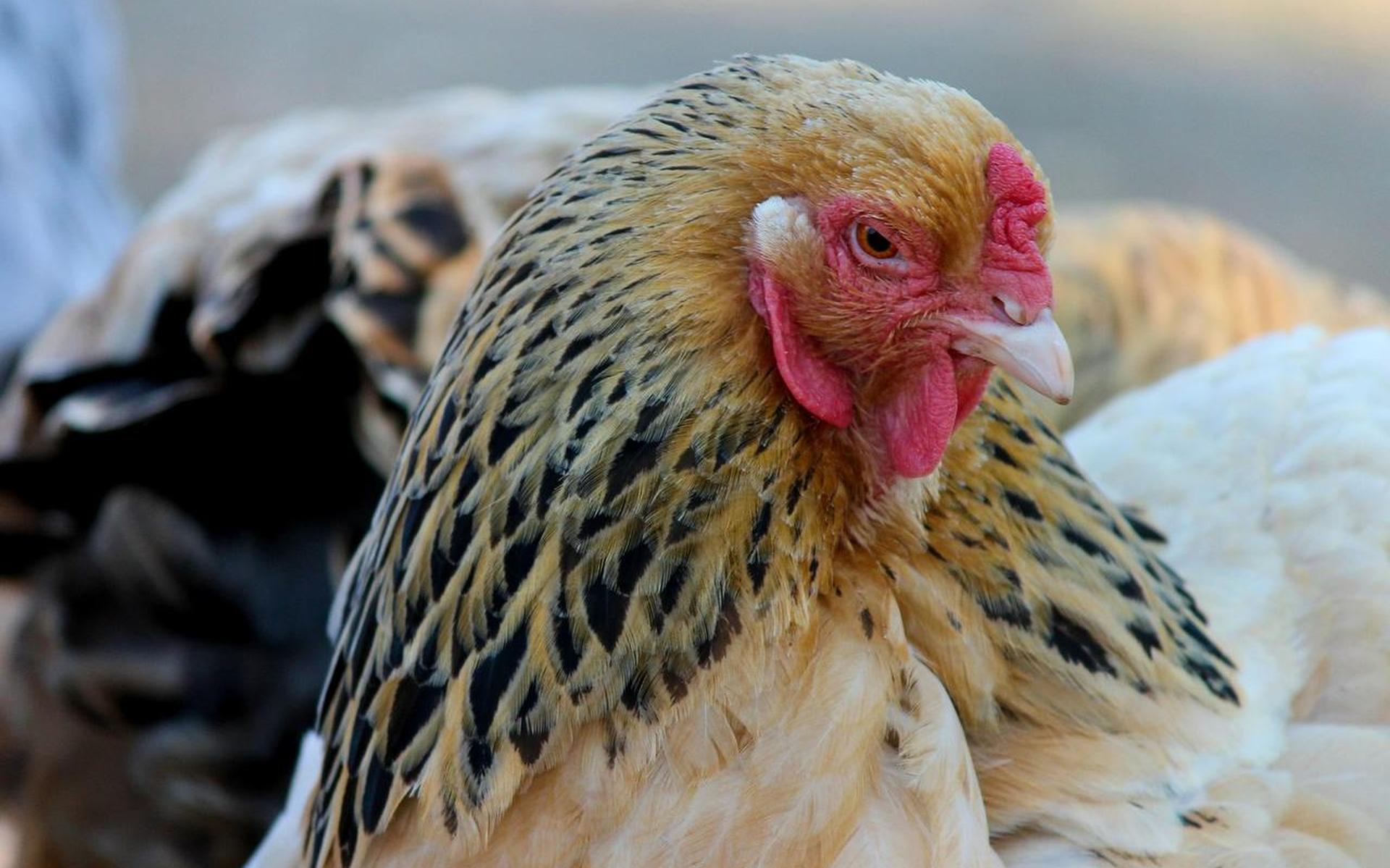 Pluimveehouder uit Holwierde wil een serre voor zijn kippen bouwen, maar daar zijn de buren niet bli