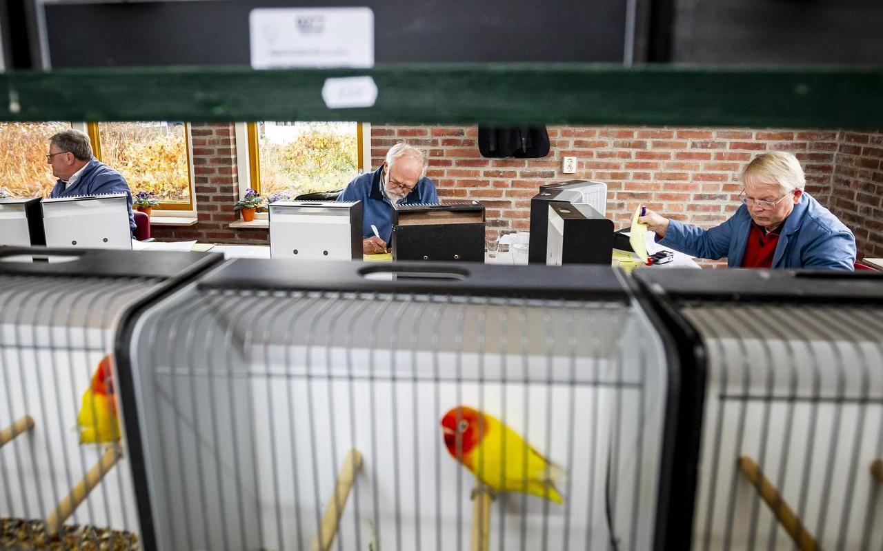 Vogelliefhebberij snakt naar verjonging, maar heeft geen idee hoe dat moet - Dagblad van het Noorden
