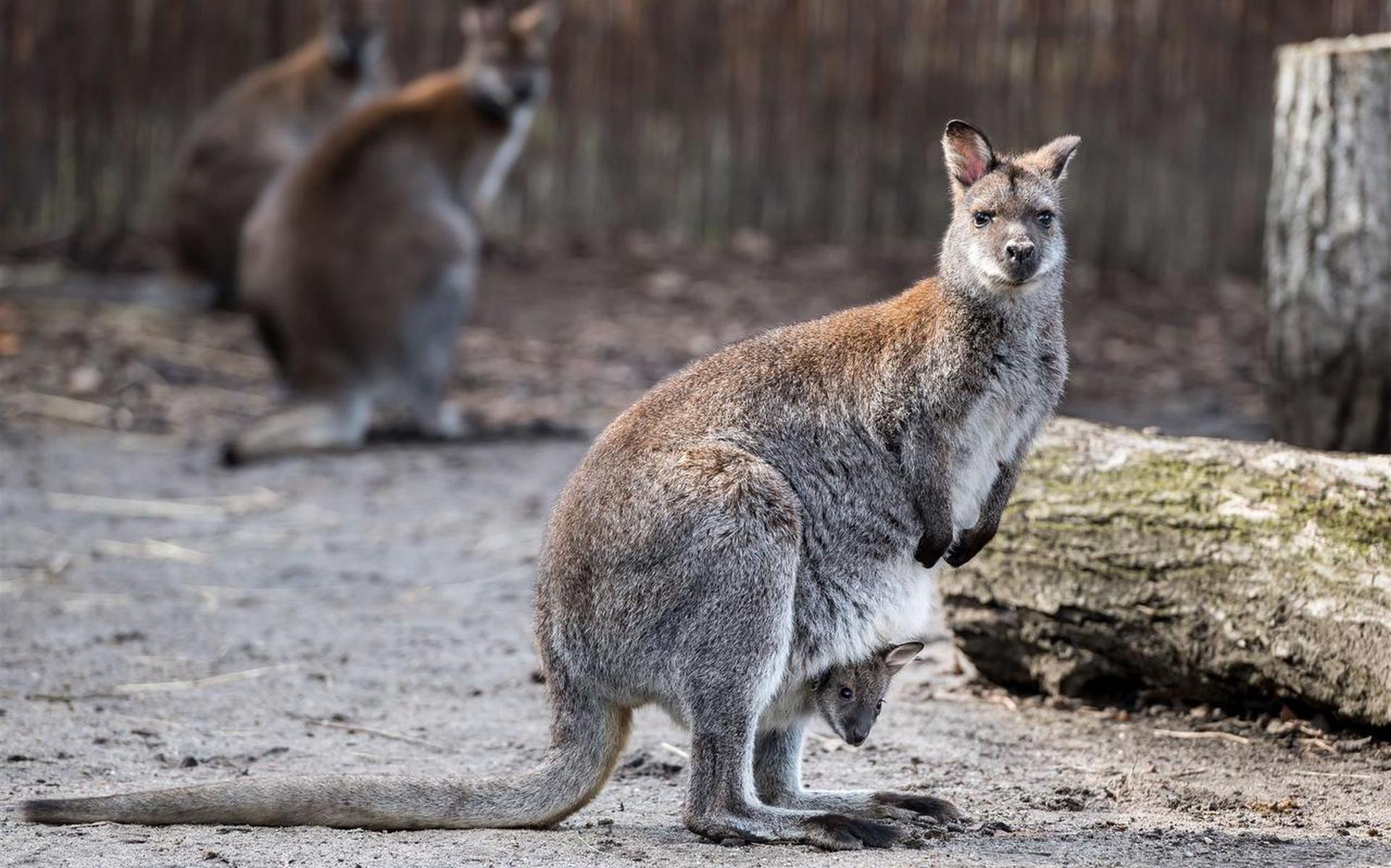 Wallabies zijn kleine kangoeroes.